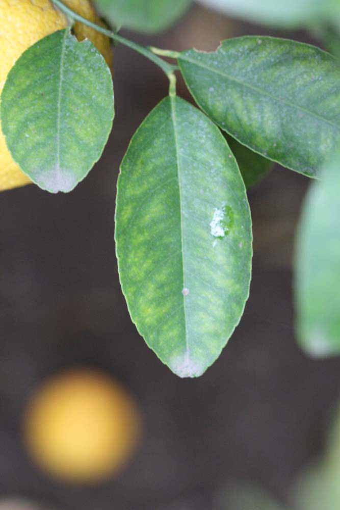              Unifoliolate leaf (Riverside, CA)       